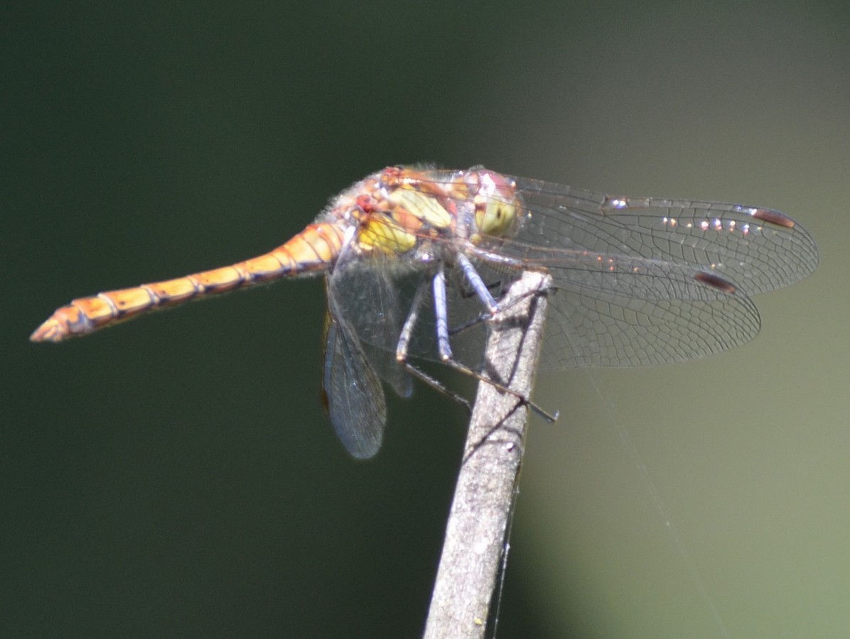 Stagni di Montevecchia 2 (LC)